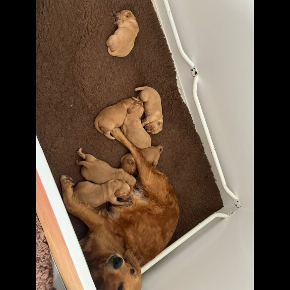 Golden Retriever - Both