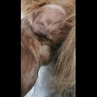 Golden Retriever - Both