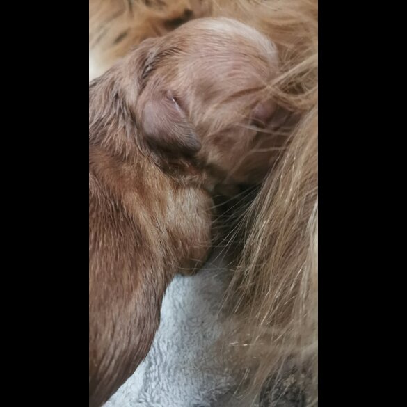 Golden Retriever - Both