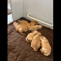 Golden Retriever - Both