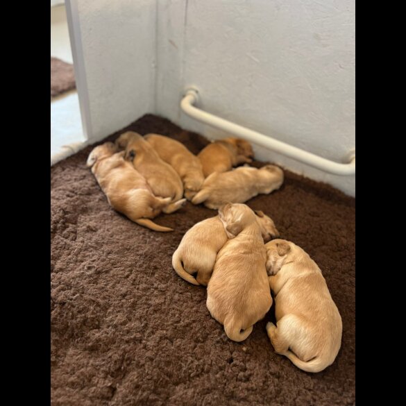 Golden Retriever - Both