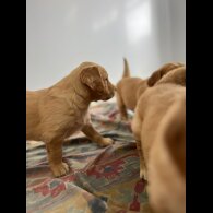 Golden Retriever - Both