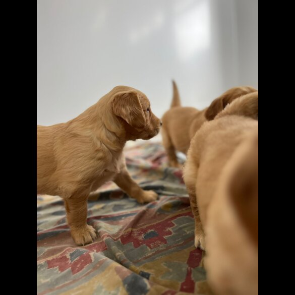 Golden Retriever - Both