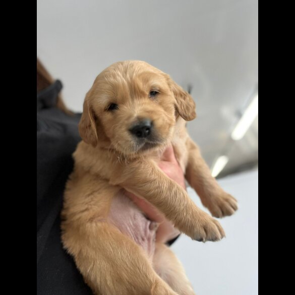 Golden Retriever - Both