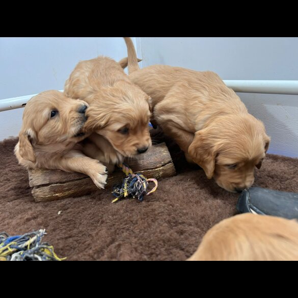 Golden Retriever - Both