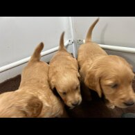 Golden Retriever - Both