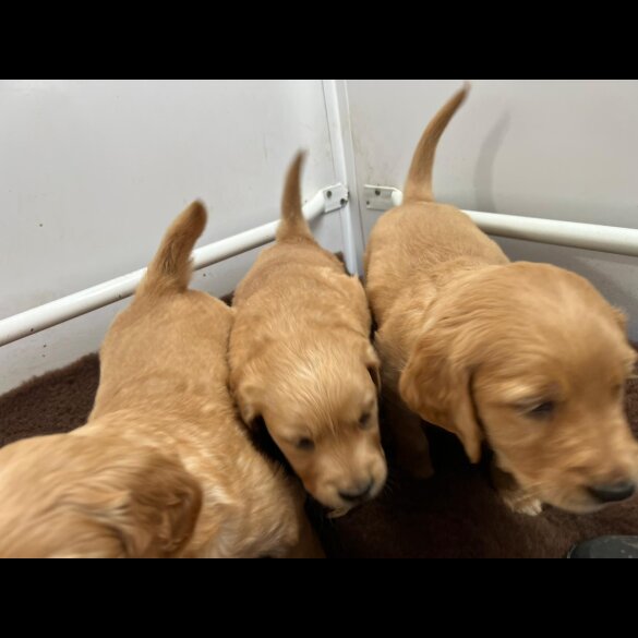 Golden Retriever - Both