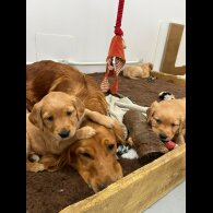 Golden Retriever - Both