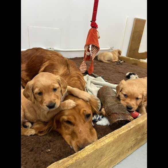 Golden Retriever - Both