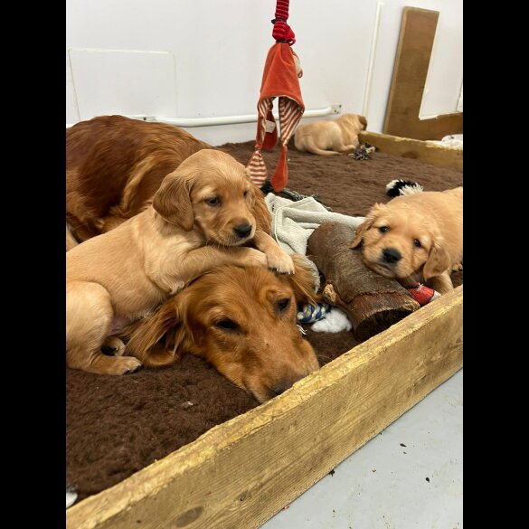 Golden Retriever - Both