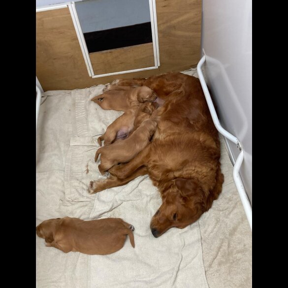 Golden Retriever - Both