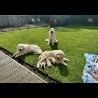 Golden Retriever - Both