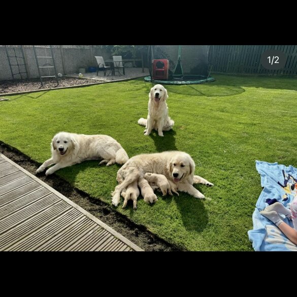 Golden Retriever - Both