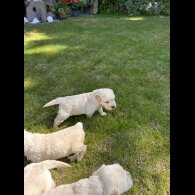Golden Retriever - Both