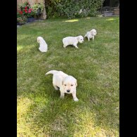 Golden Retriever - Both