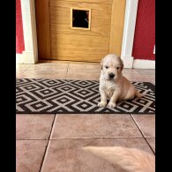 Golden Retriever - Both