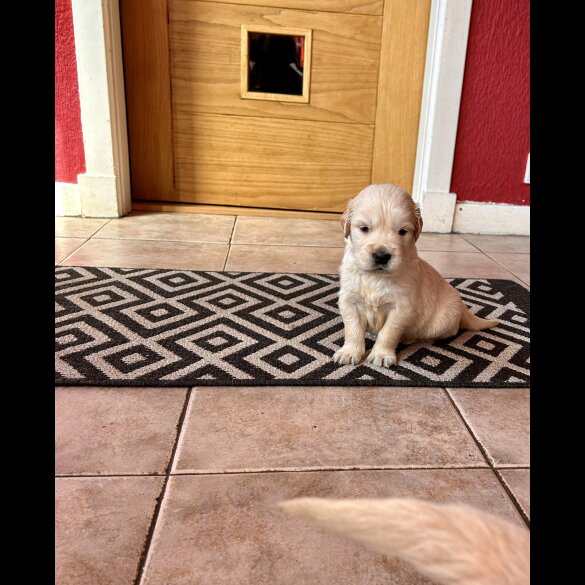 Golden Retriever - Both