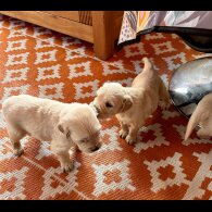 Golden Retriever - Both