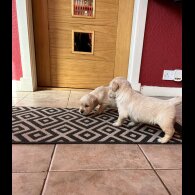 Golden Retriever - Both
