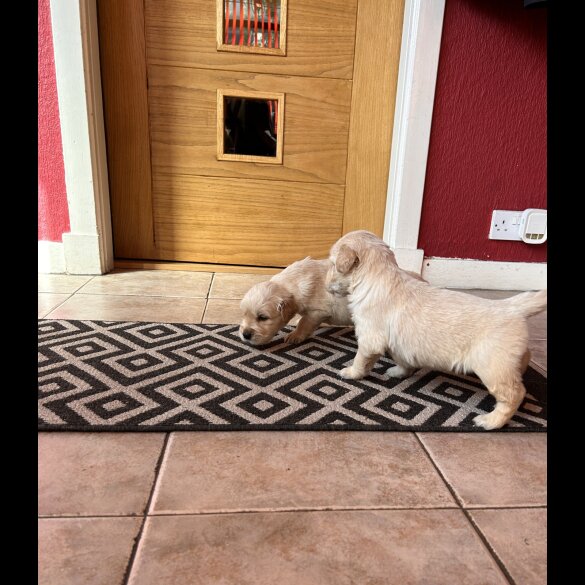 Golden Retriever - Both