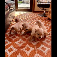 Golden Retriever - Both