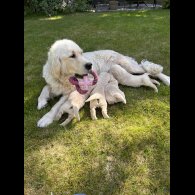 Golden Retriever - Both