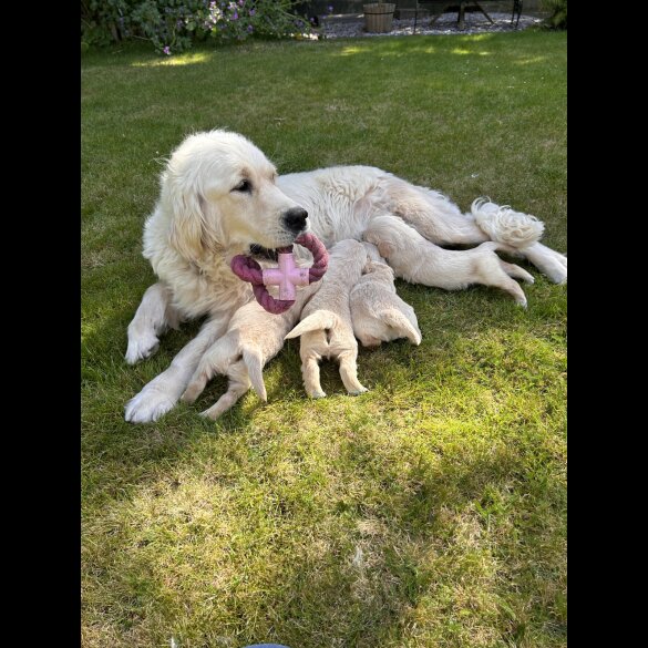 Golden Retriever - Both