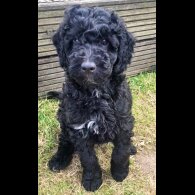 Goldendoodle - Both