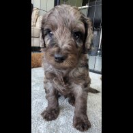 Goldendoodle - Both