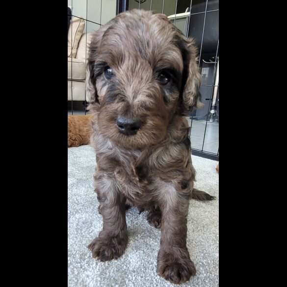Goldendoodle - Both
