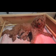 Goldendoodle - Both