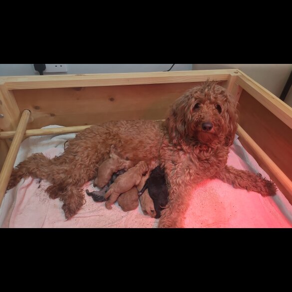 Goldendoodle - Both