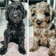 Goldendoodle - Both