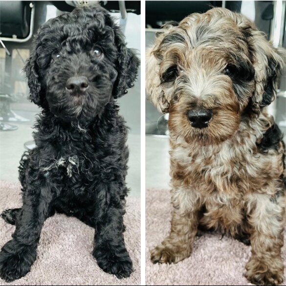 Goldendoodle - Both