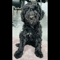 Goldendoodle - Both