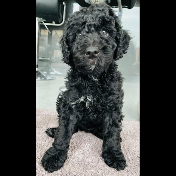 Goldendoodle - Both