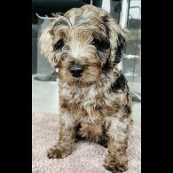 Goldendoodle - Both