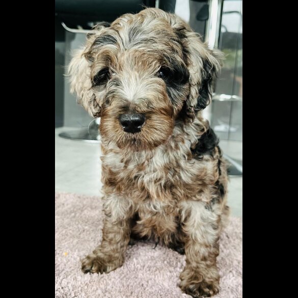 Goldendoodle - Both