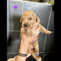 Goldendoodle - Bitches