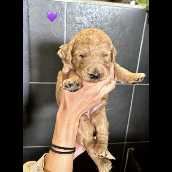 Goldendoodle - Bitches