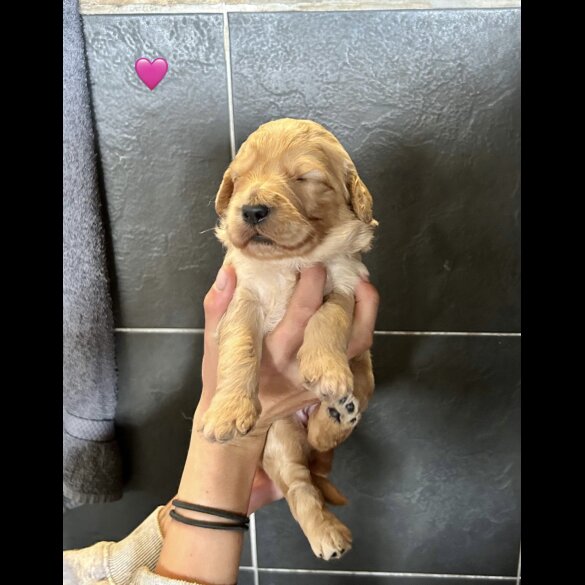 Goldendoodle - Bitches