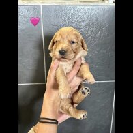Goldendoodle - Bitches
