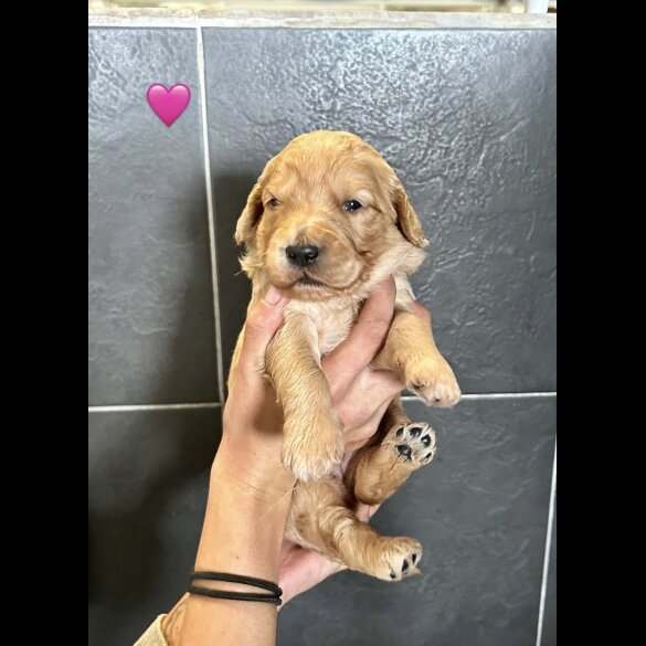 Goldendoodle - Bitches