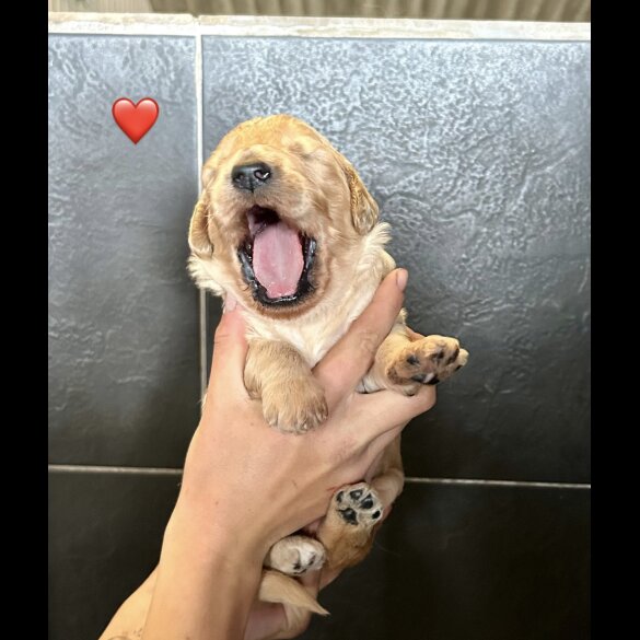 Goldendoodle - Bitches