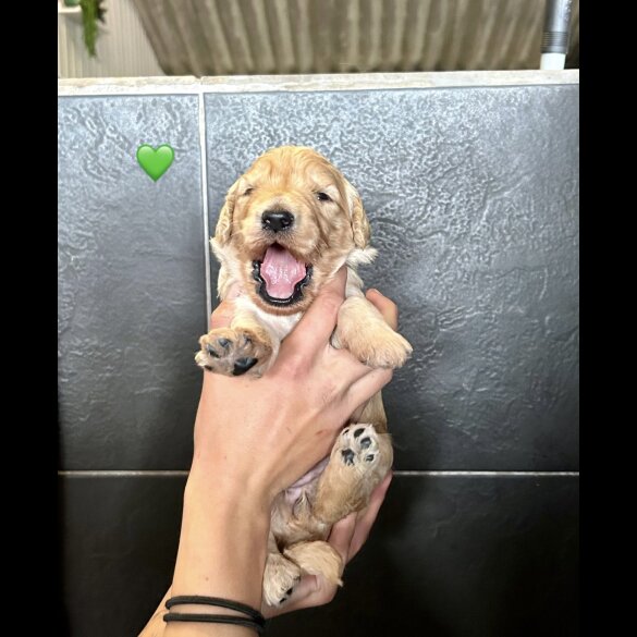 Goldendoodle - Bitches