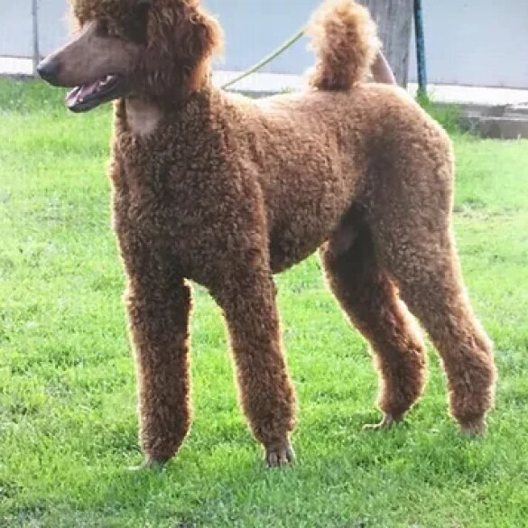 Goldendoodle - Bitches