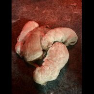 Goldendoodle - Bitches