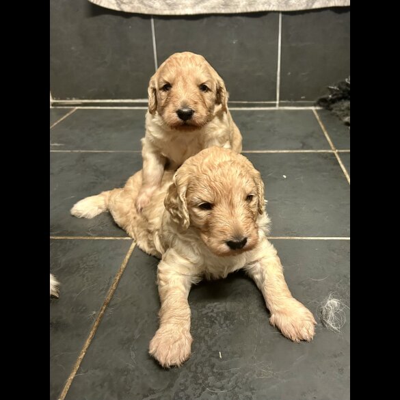 Goldendoodle - Bitches