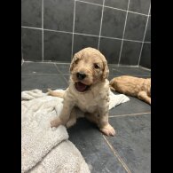Goldendoodle - Bitches