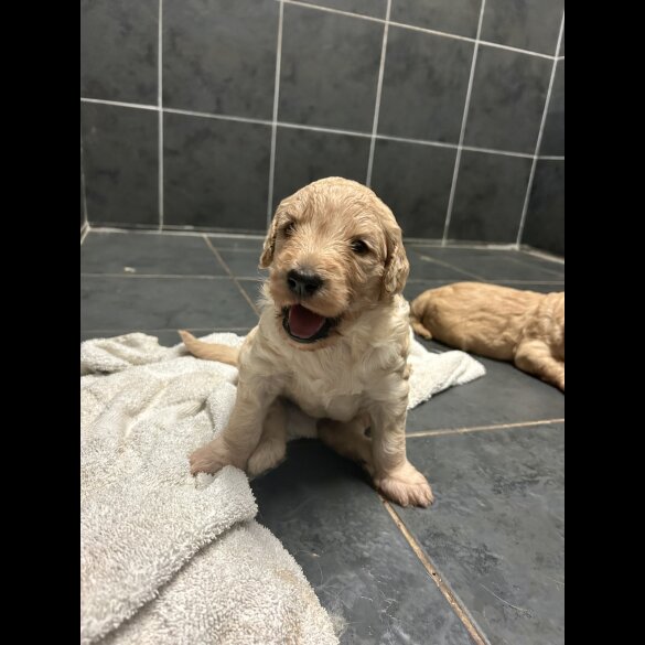 Goldendoodle - Bitches